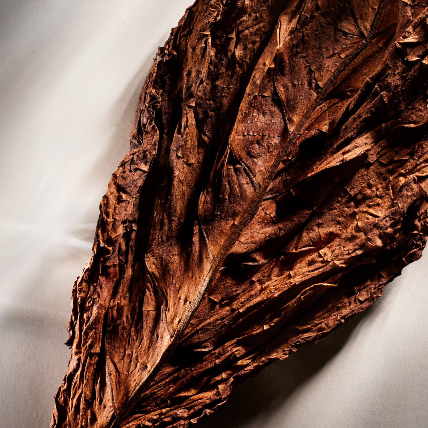 Close-up of a large, textured brown leaf on a light background