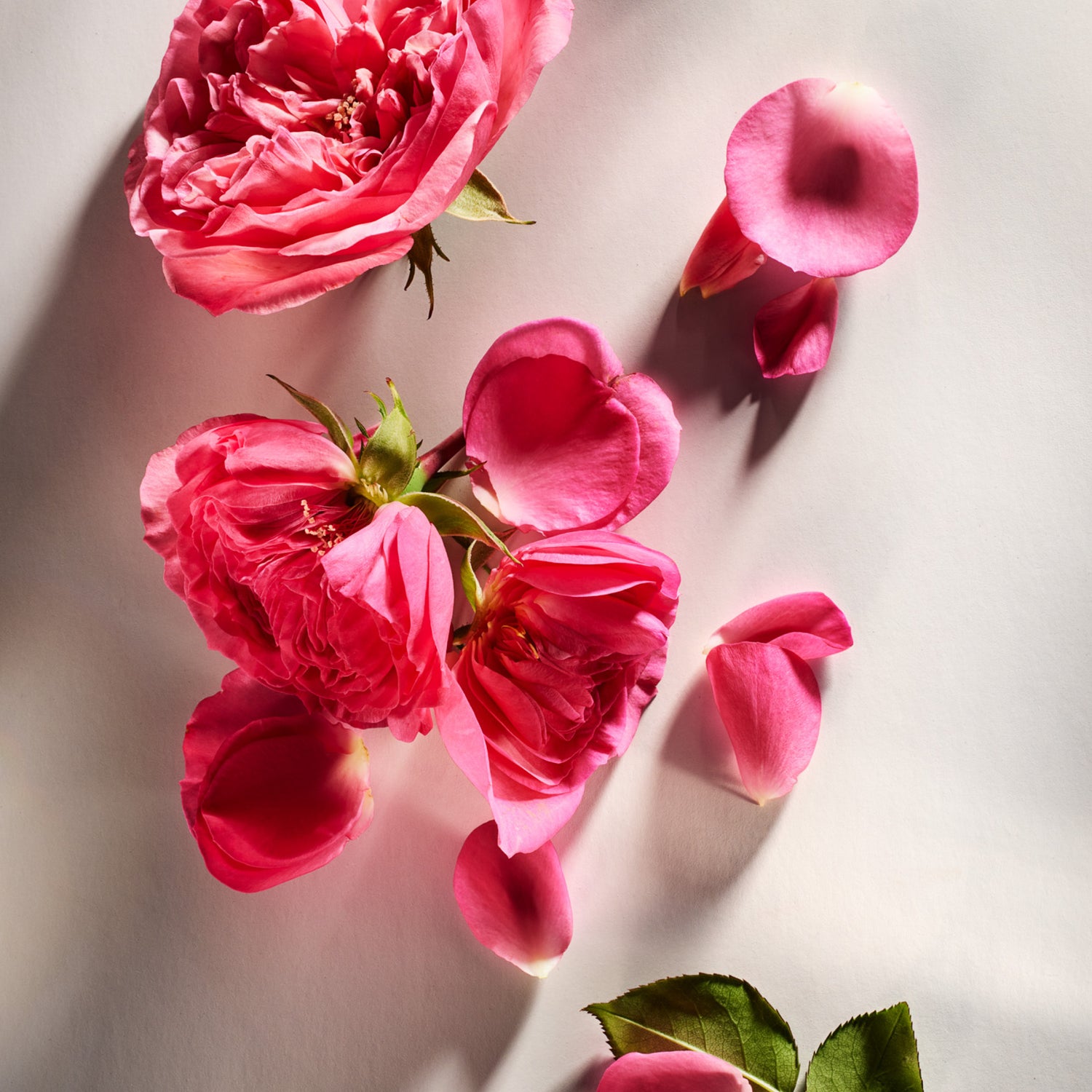 Pink roses with petals scattered on a light background