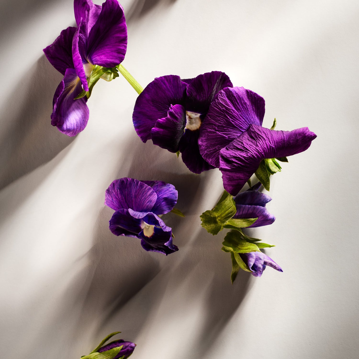 Purple flowers with green stems on a light background