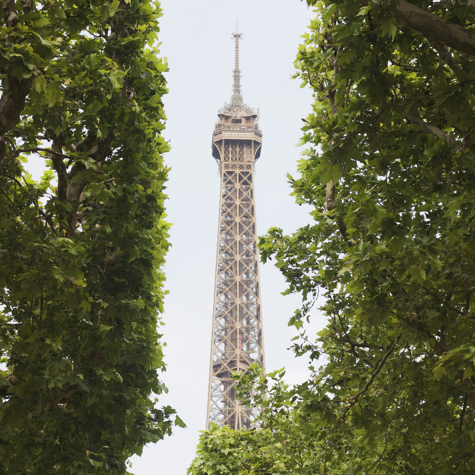 Eiffel Tower peeking through green tree leaves