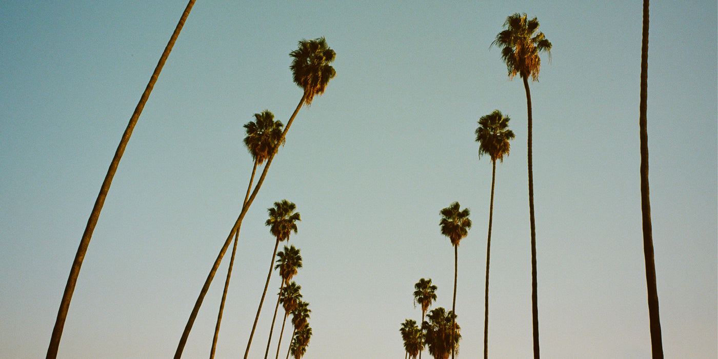 Silhouettes of palm trees against a clear blue sky