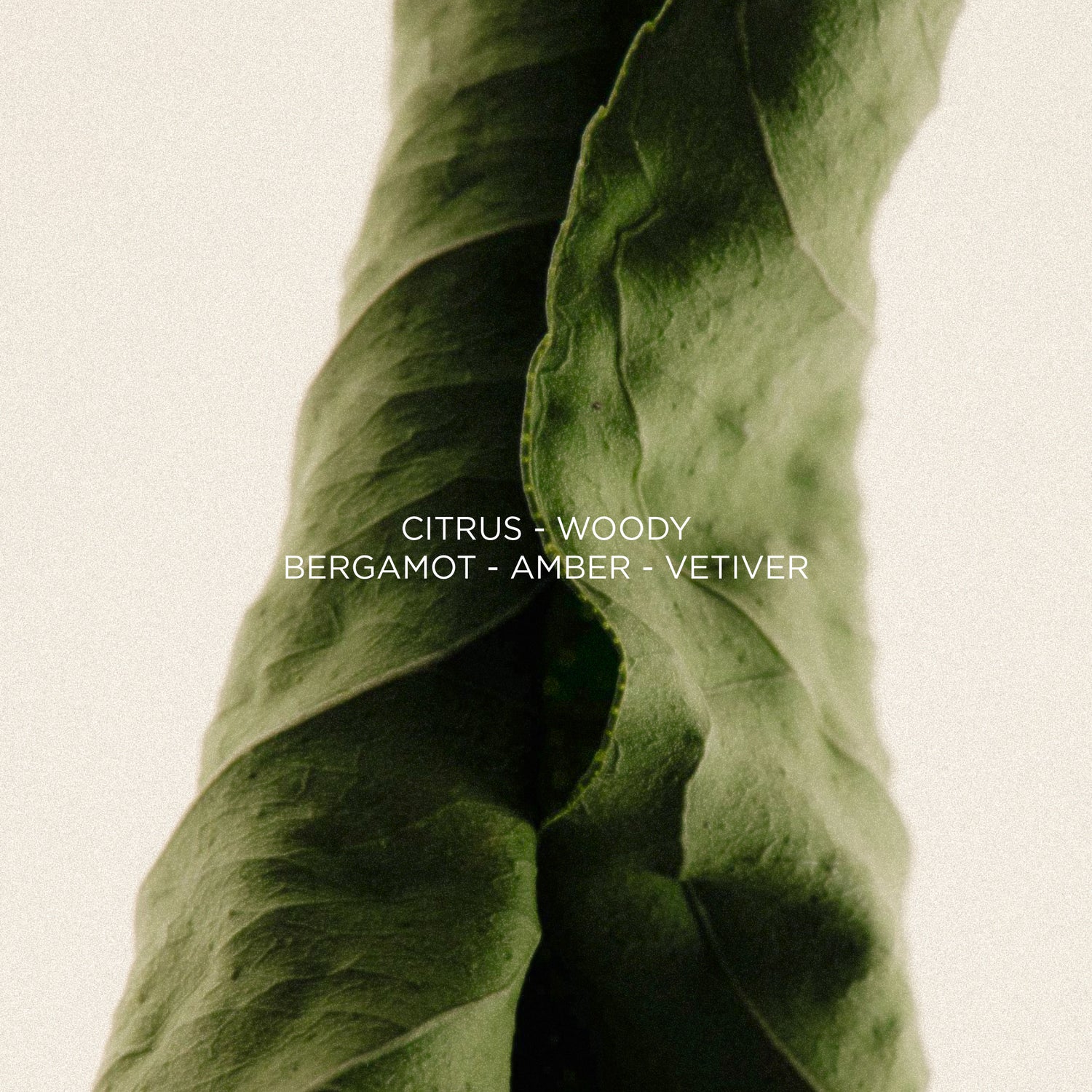 Close-up of a twisted green vetiver leaf with Citrus, Woody, Bergamot, Amber and Vetiver notes for Portofino '97.
